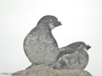 Least Auklet (Gambell)