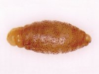 Cordylobia anthropophaga - Mango Fly