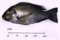 Sarotherodon melanotheron heudelotii, Mango fish: fisheries