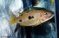 Exochochromis anagenys, Threespot torpedo: fisheries, aquarium