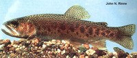 Oncorhynchus gilae, Gila trout: fisheries