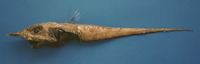 Coelorinchus occa, Swordsnout grenadier: fisheries