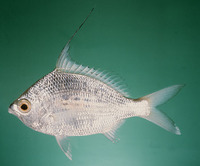 Gerres filamentosus, Whipfin silverbiddy: fisheries
