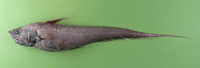 Coryphaenoides armatus, Abyssal grenadier: