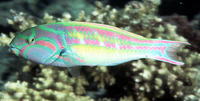 Thalassoma quinquevittatum, Fivestripe wrasse: aquarium