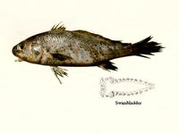 Johnius macropterus, Largefin croaker: fisheries