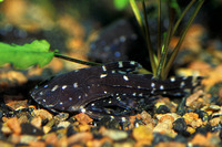 Agamyxis pectinifrons, Whitebarred catfish: aquarium