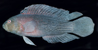 Labracinus lineatus, Lined dottyback: aquarium