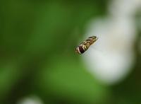 Image of: Syrphidae (flower flies and syrphid flies)