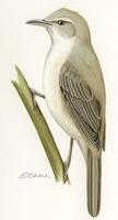 Image of: Acrocephalus arundinaceus (great reed-warbler)