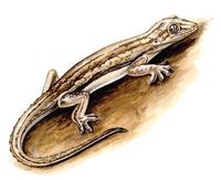 Image of: Hemidactylus frenatus (bridled house gecko)