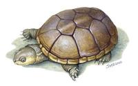 Image of: Kinosternon flavescens (yellow mud turtle)