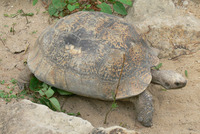 Psammobates pardalis pardalis - Leopard Tortoise