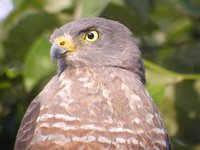 Roadside Hawk - Buteo magnirostris