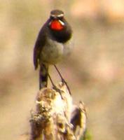male White-tailed Rubythroat
