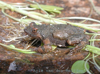 : Cacosternum namaquense; Namaqua Dainty Frog