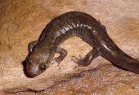 : Desmognathus quadramaculatus; Blackbelly Salamander
