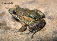 : Leptodactylus natalensis; Bubbling Frog