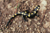 : Salamandra algira; Algerian Salamander