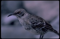 : Nesomimus macdonaldi; Hood Island Mockingbird