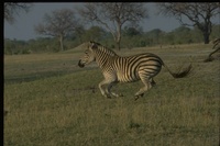 : Equus sp.; Zebra