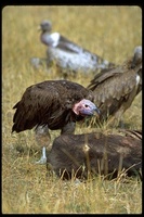 : Torgos tracheliotus; Lappet-faced Vulture