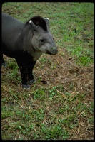 : Tapirus pinchaque; Mountain Tapir