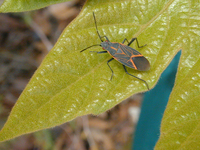 : Boisea rubrolineata; Western Box-Elder Bug