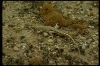 : Meroles sp.; Spotted Sand Lizard