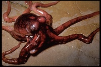 : Paroctopus appolgon; Octopus