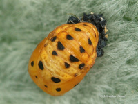 Coccinella septempunctata septempunctata