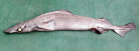 Deania hystricosa, Rough longnose dogfish: fisheries