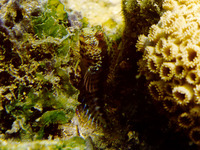 Parablennius marmoreus, Seaweed blenny: aquarium