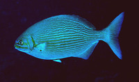 Kyphosus vaigiensis, Brassy chub: fisheries, gamefish