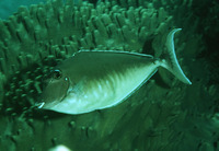 Naso brachycentron, Humpback unicornfish: aquarium