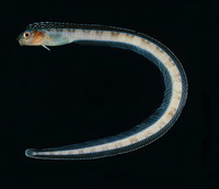 Xiphasia matsubarai, Japanese snake blenny: