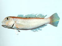 Branchiostegus sawakinensis, Freckled tilefish: