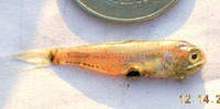 Benthosema pterotum, Skinnycheek lanternfish: fisheries