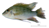 Satanoperca acuticeps, Sharphead eartheater: fisheries, aquarium