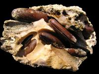 Lithophaga lithophaga - European date mussel