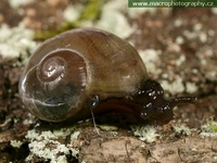 Vitrina pellucida - western glass-snail