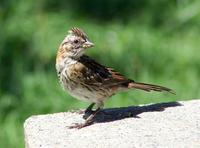 Image of: Zonotrichia capensis (rufous-collared sparrow)