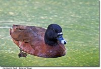 Haurtlaub's Duck - Pteronetta hartlaubii