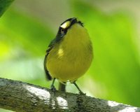 Yellow-lored Tody-Flycatcher - Todirostrum poliocephalum