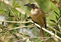 Helmeted Friarbird - Philemon buceroides