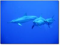 Friendly Hawaiian Spinner Dolphins