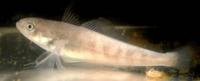 Een met SUIT onder ijs gevangen, voorals nog onbekende vissoort