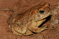 : Bufo microscaphus; Arizona Toad
