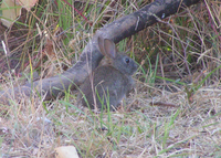 : Sylvilagus bachmani; Brush Rabbit