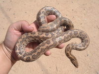 : Arizona elegans; Glossy Snake